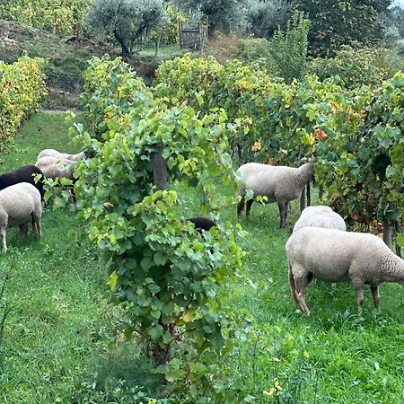 Quinta Da Moita Agroturismo Villa Tabuaço Buitenkant foto