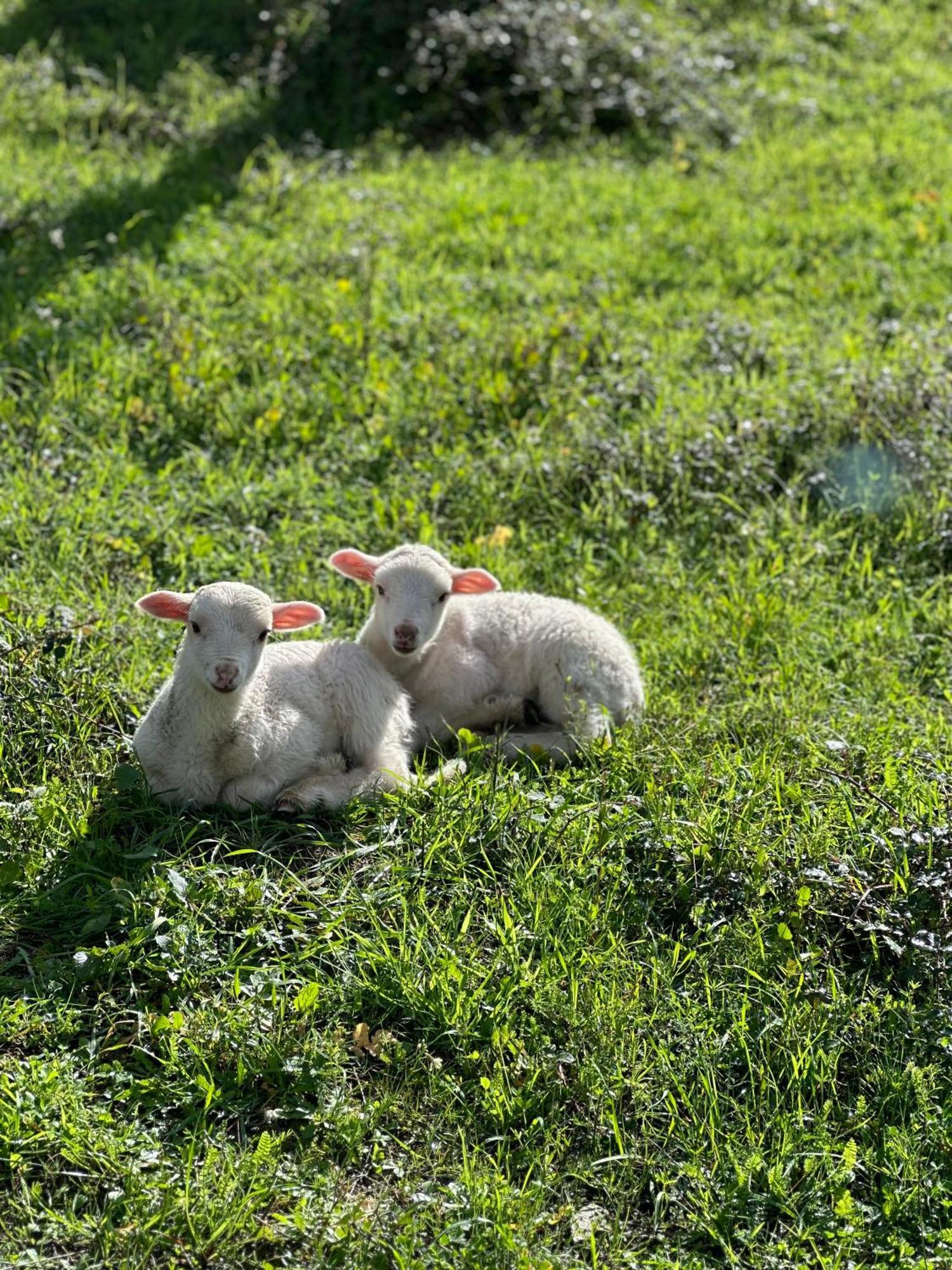 Quinta Da Moita Agroturismo Villa Tabuaço Buitenkant foto