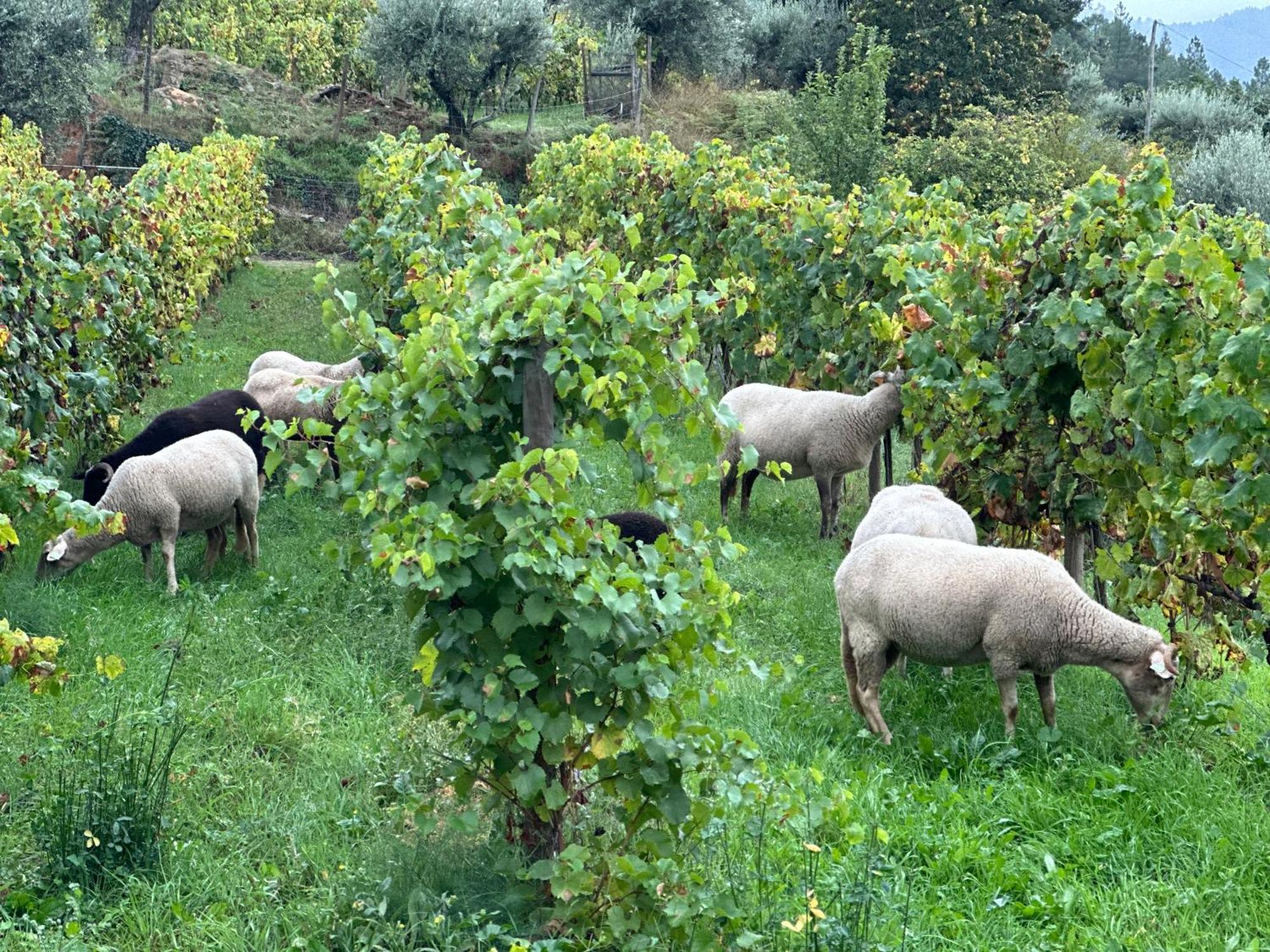 Quinta Da Moita Agroturismo Tabuaço Buitenkant foto
