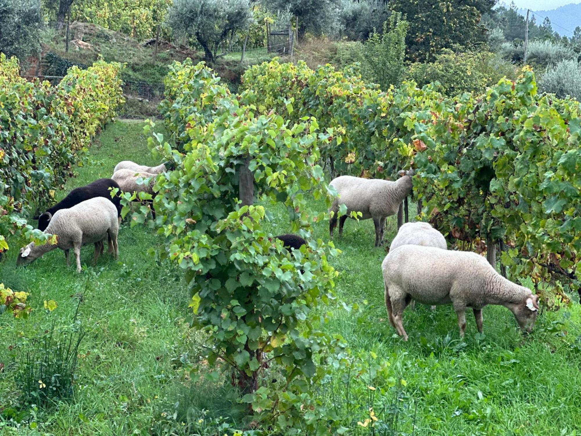 Quinta Da Moita Agroturismo Villa Tabuaço Buitenkant foto