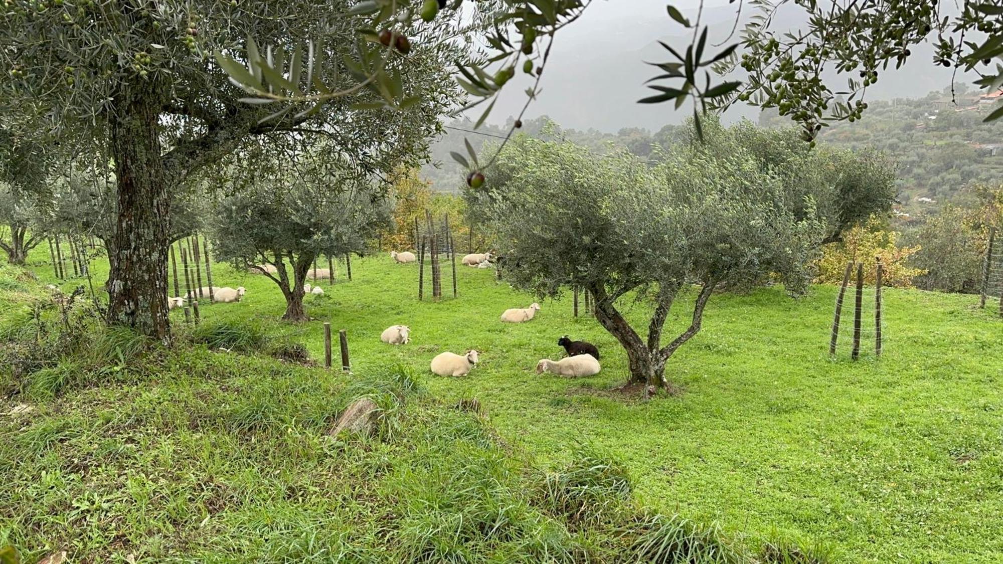 Quinta Da Moita Agroturismo Villa Tabuaço Buitenkant foto